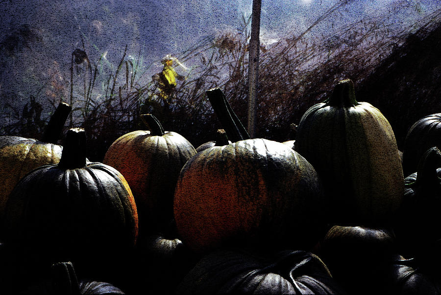 Greenhouse Pumpkins Photograph by Wayne King