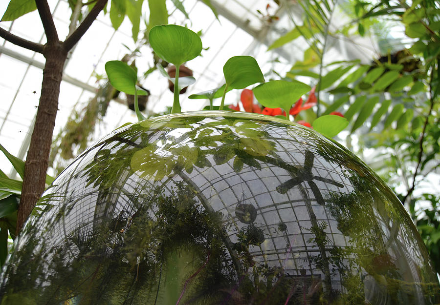 Greenhouse Reflections in Glass Hydroponic Terrarium at Conservatory of Flowers San Francisco Photograph by Shawn OBrien
