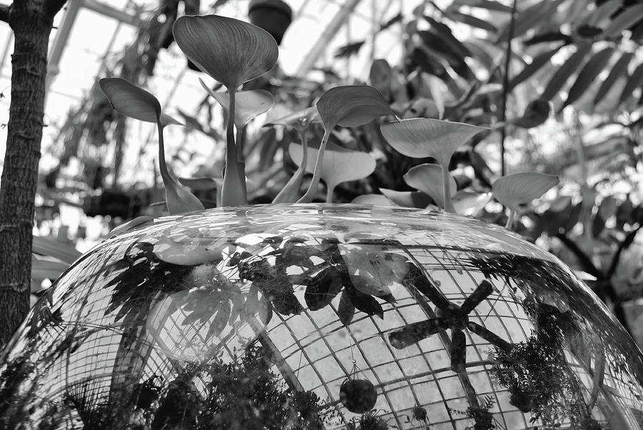 Greenhouse Reflections in Hydroponic Glass Terrarium at Conservatory of Flowers San Francisco BW Photograph by Shawn OBrien