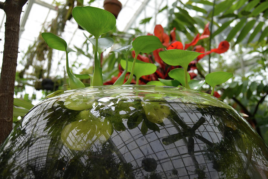 Greenhouse Reflections in Hydroponic Glass Terrarium at Conservatory of Flowers San Francisco Photograph by Shawn OBrien