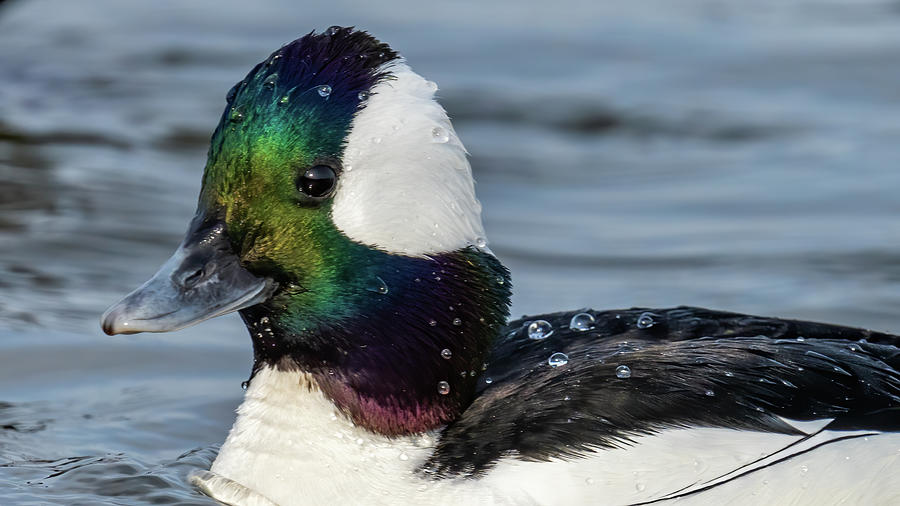 Duck with Man Face - Head