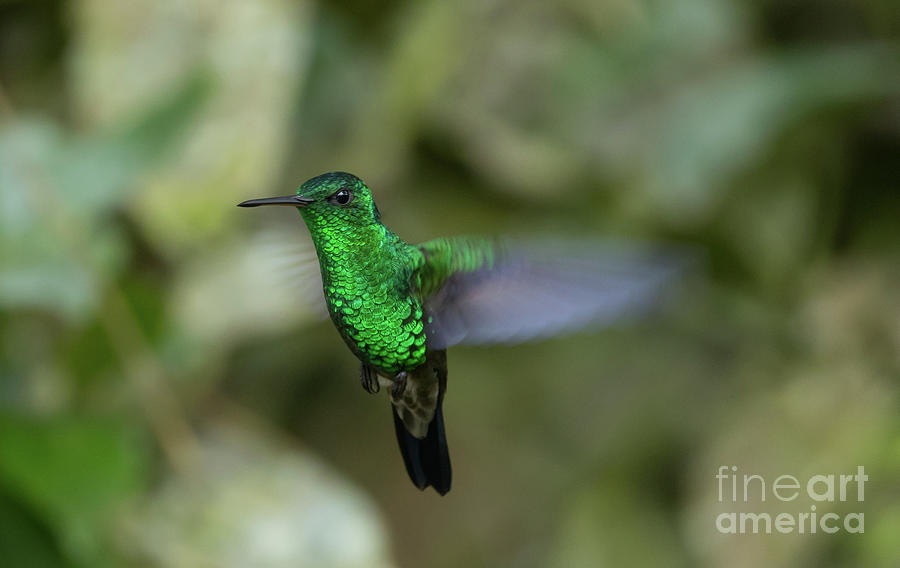Hummingbird Photograph - Western Emerald 3 by Eva Lechner
