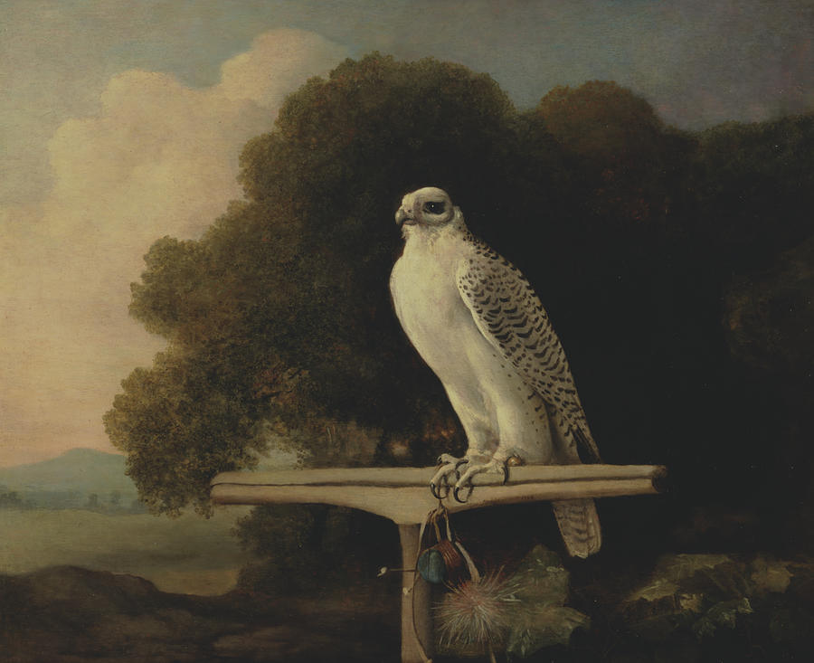 Greenland Falcon Painting by George Stubbs