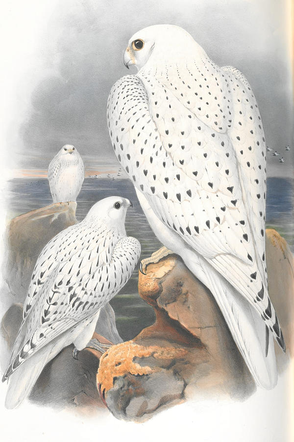 Greenland Falcon. John Gould Jewelry by John Gould