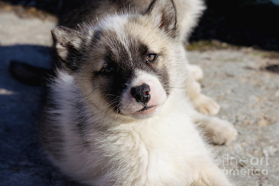 Greenlandic Sled Dog Puppy Photograph by Eva Lechner