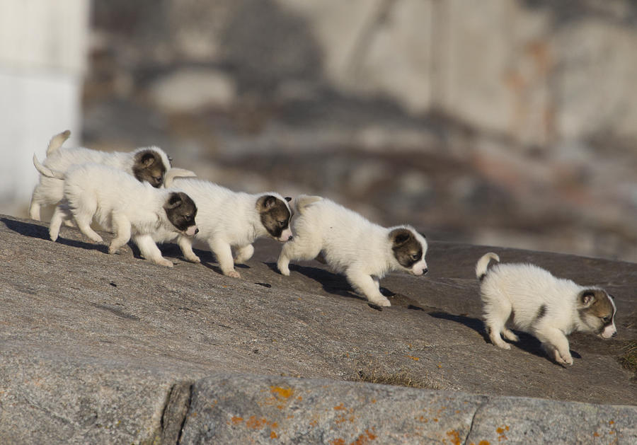 Greenlandic sled dog puppies Photograph by Richard McManus