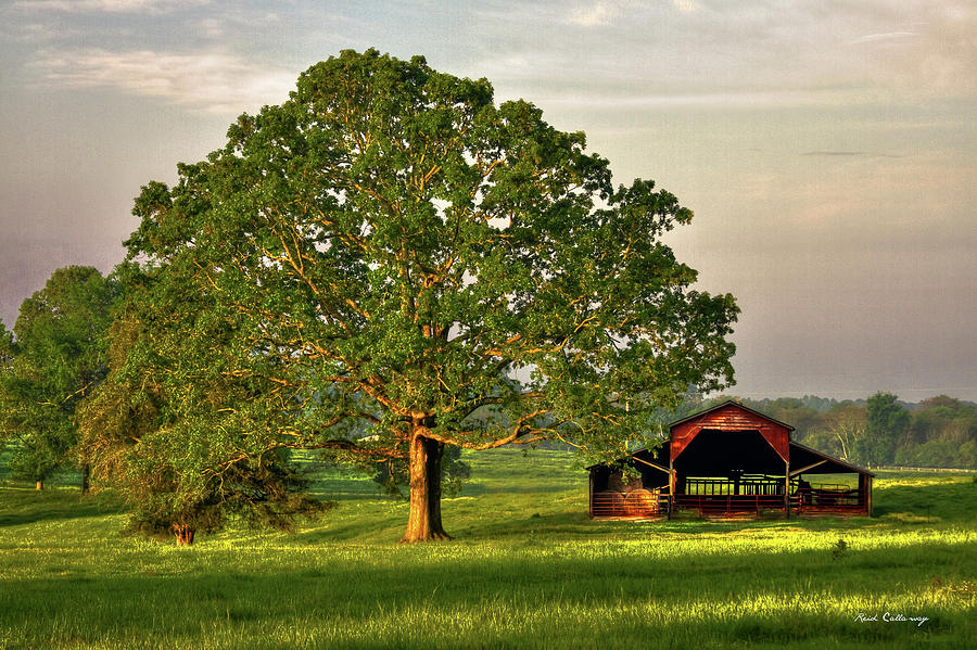 Greensboro GA Sunrise Oak 2 The Red Barn Farming Landscape Art Photograph by Reid Callaway