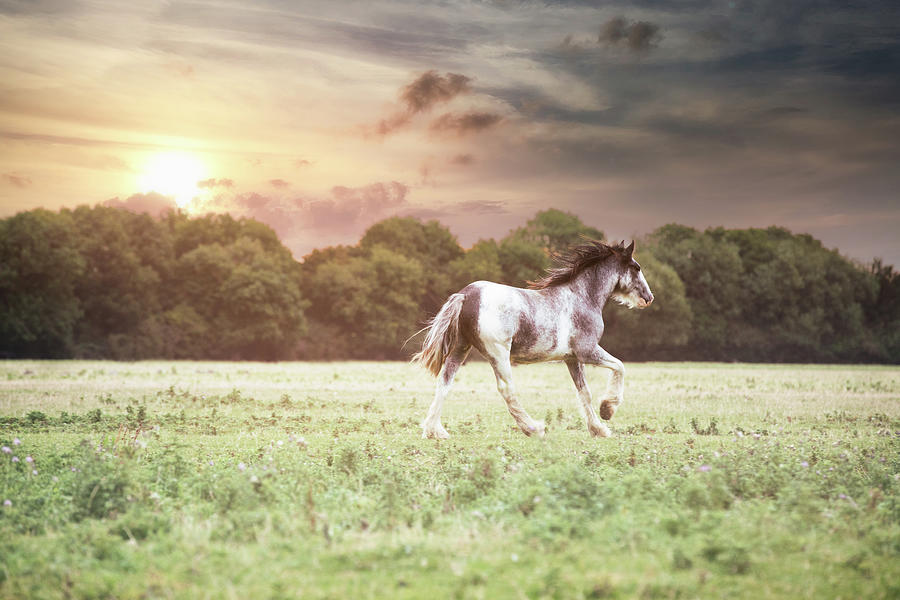 Greet the day - Horse Art Photograph by Lisa Saint