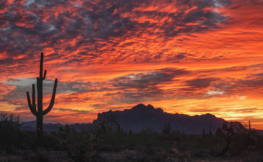 Greet The Morning Glow At The Superstitions  Photograph by Saija Lehtonen