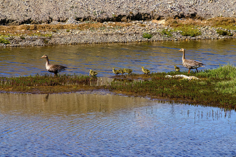 Greeter White-Fronted Geese and  Goslings Photograph by Anthony Jones
