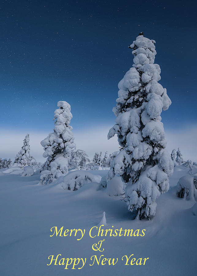 Greeting card - Trees in moonlight - Merry Christmas Happy New Year Photograph by Thomas Kast
