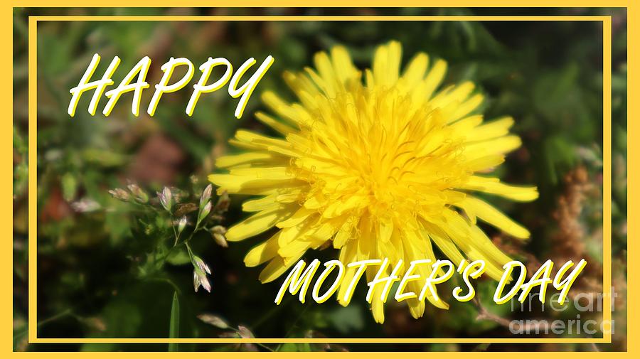 Yellow Dandelion Happy Mothers Day Greeting Photograph