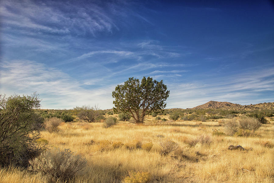 Greetings Mojave Desert Photograph by Kunal Mehra