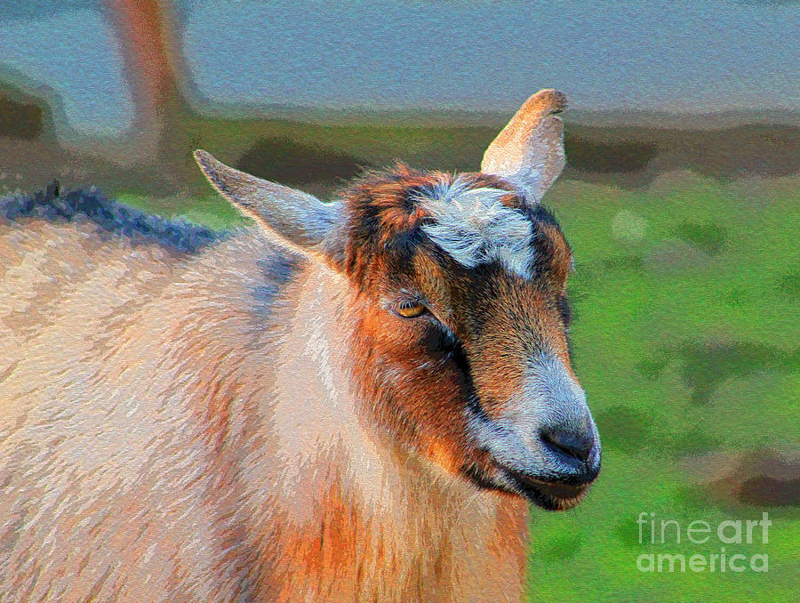 Gregarious Goat Photograph by Sea Change Vibes
