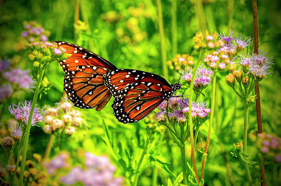 Butterfly mist flower, Conoclinium coelestinum (Blue Mistflower)