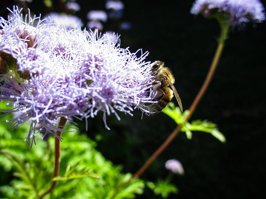Greggs Mistflower and a Bee Photograph by W Craig Photography