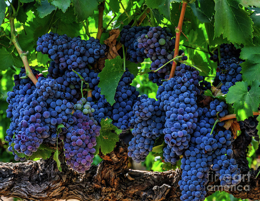 Juicy Cluster of Grenache Grapes Photograph by Abigail Diane Photography