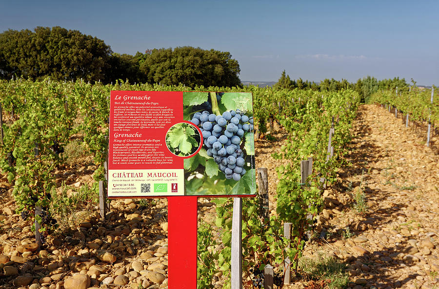 Grenache Wine Sign Photograph by Sally Weigand