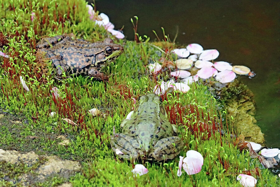 Green Frogs Moss And Petals Photograph by Debbie Oppermann - Fine Art ...