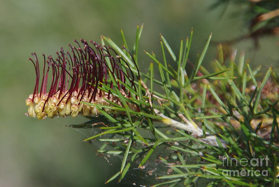 Kings Park Photograph - Grevilea armigera -Prickly Toothbrush by Lesley Evered