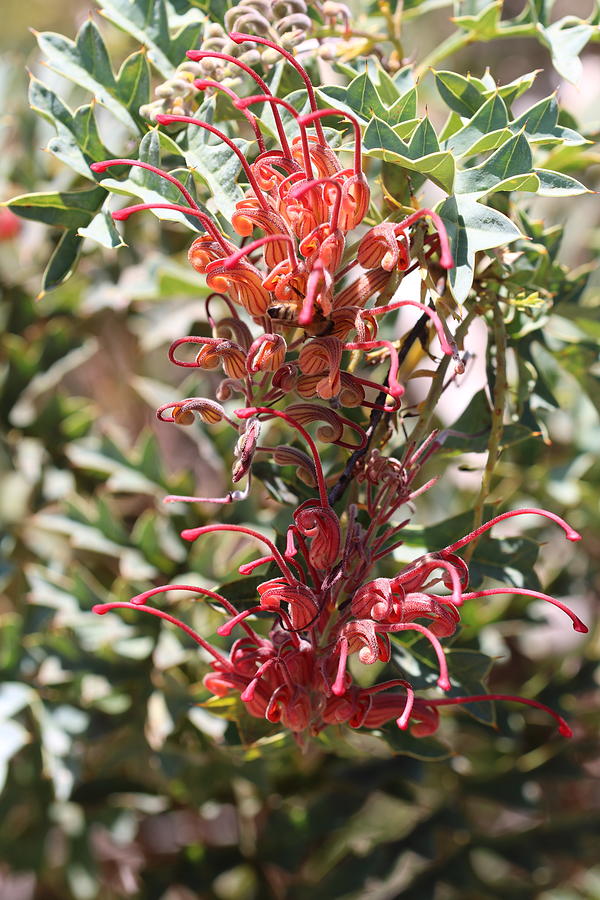 Grevillea Bipinnatifida Vertical Photograph