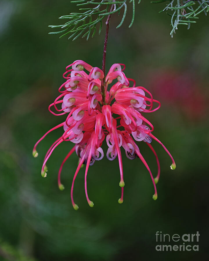 Grevillea Ellendale Pool Photograph by Neil Maclachlan - Fine Art America