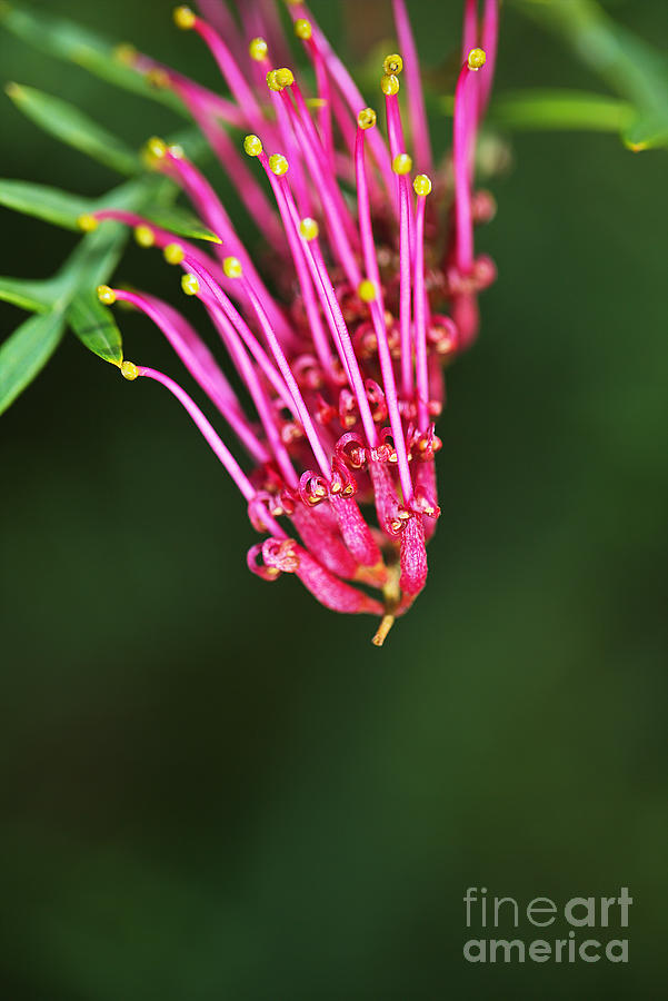 Grevillea Flower Pink Photograph by Joy Watson