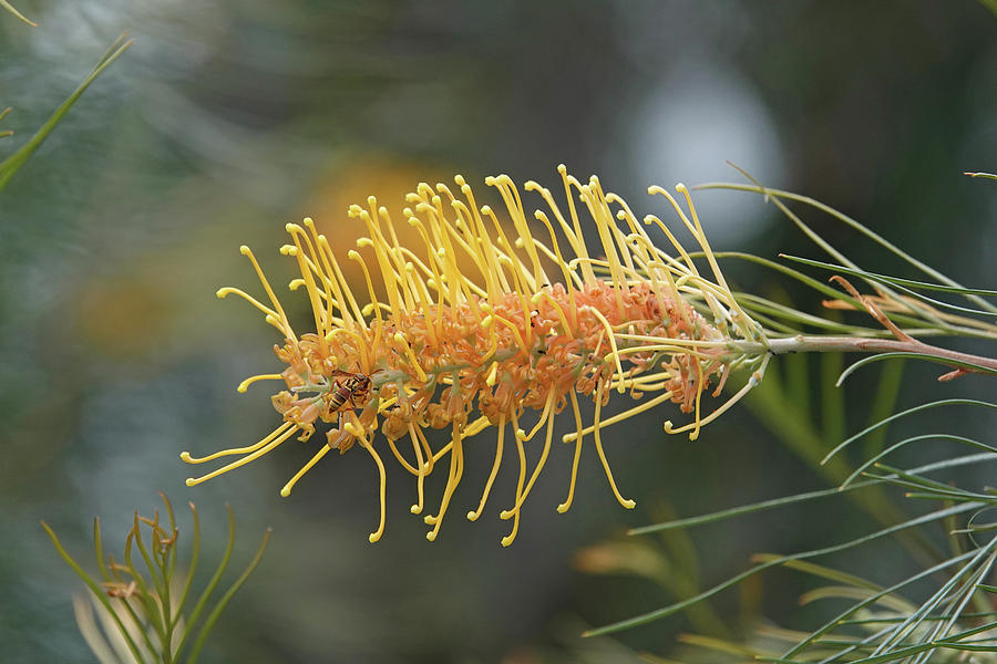 Grevillea Flower with Paper Wasp Photograph by Maryse Jansen