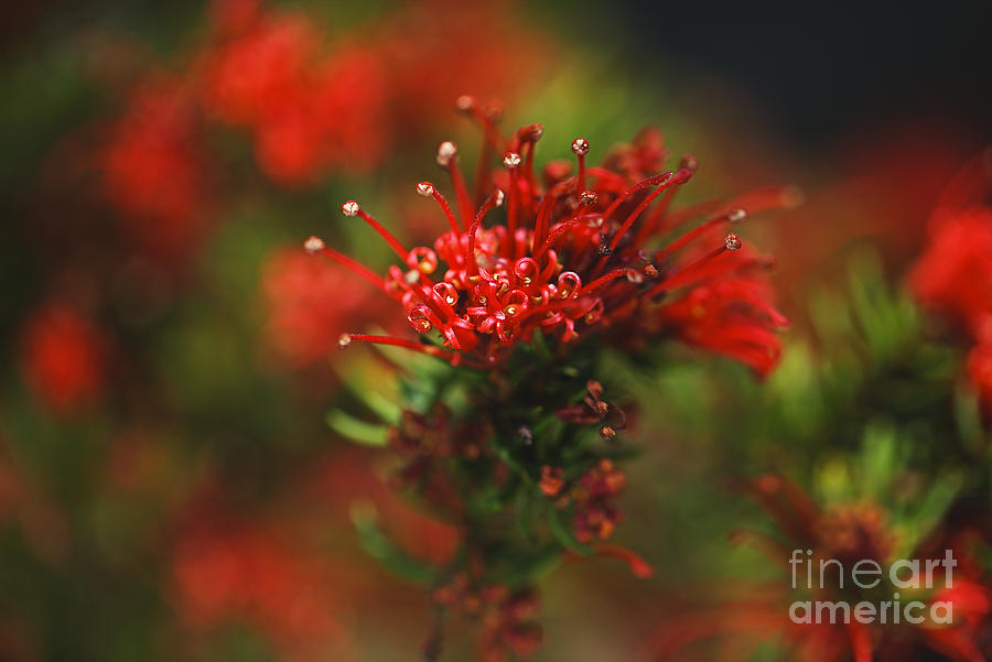 Nature Photograph - Grevillea Flowers Many Red by Joy Watson