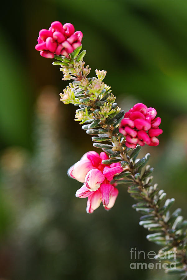 Grevillea Flowers Spring  Photograph by Joy Watson