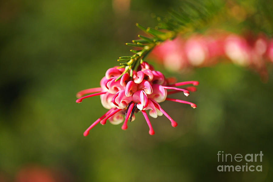 Nature Photograph - Grevillea Greencape Flower Ornament  by Joy Watson