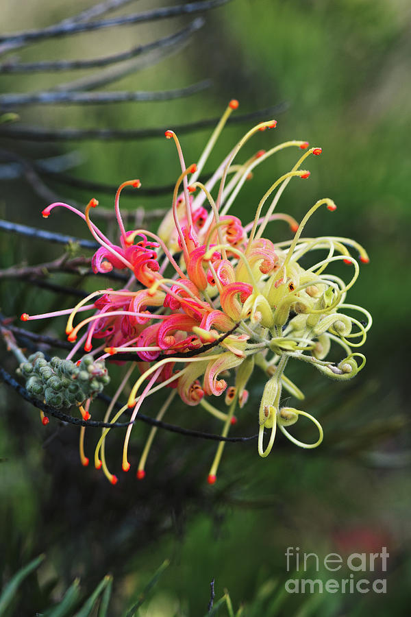 Grevillea Peaches and Cream Proteaceae floewer Photograph by Abigail Diane Photography