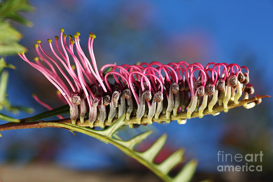 Nature Photograph - Grevillea Pink Australian by Joy Watson