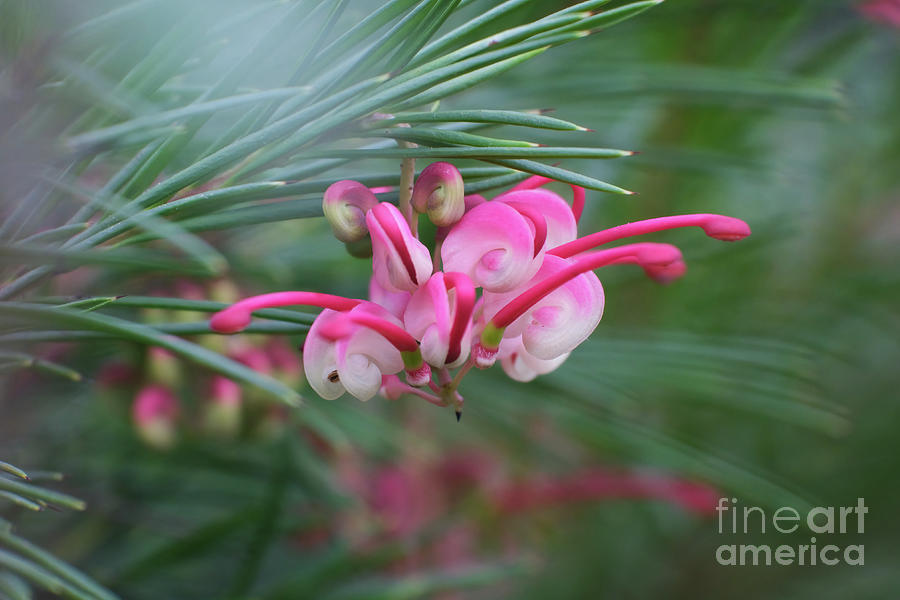 Grevillea Pink Pearl Photograph by Neil Maclachlan - Pixels