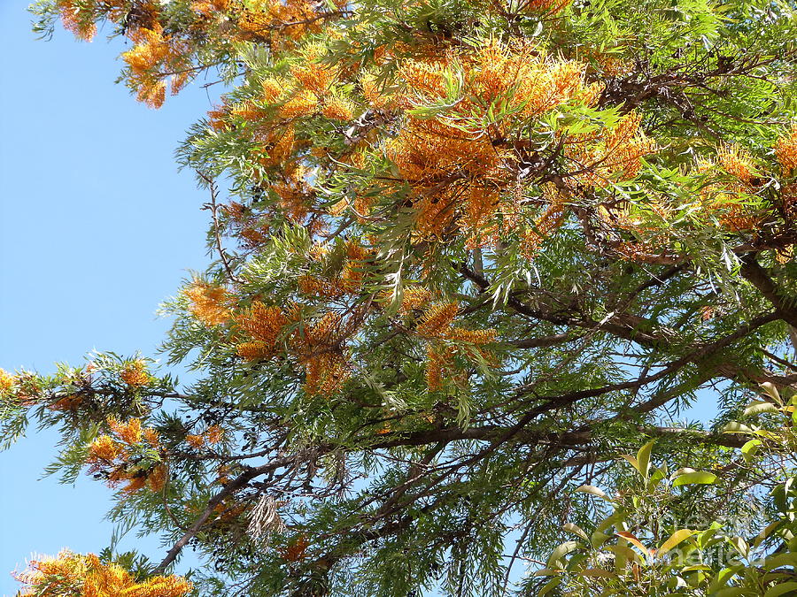 Grevillea Robusta, Glorious Blossom, Australian Native.. Photograph by ...