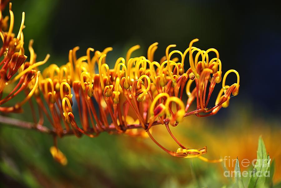 Nature Photograph - Grevillea Robusta, Silky Oak by Joy Watson