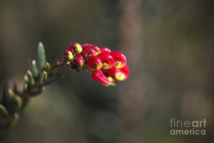 Nature Photograph - Grevillea Small Flower by Joy Watson