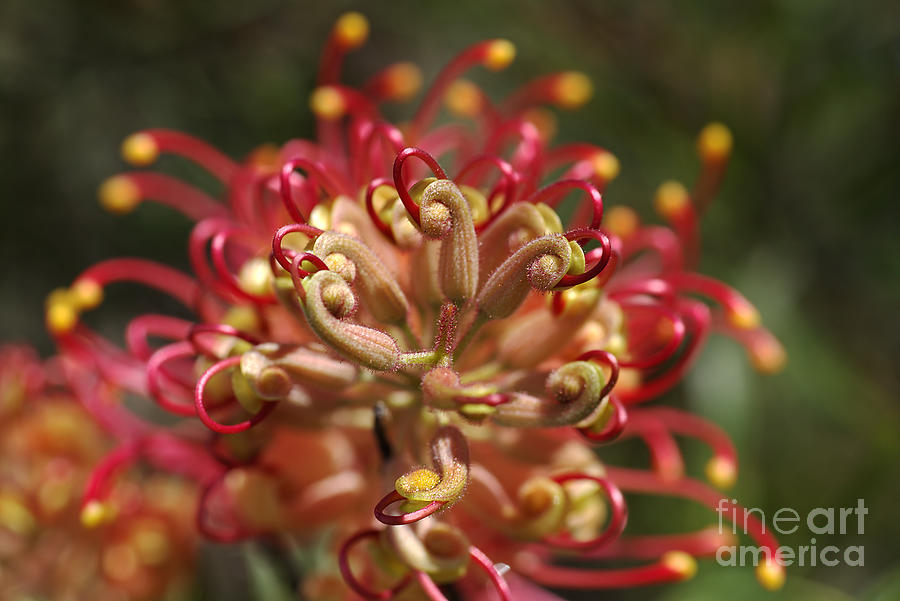 Nature Photograph - Grevillea Superb Australian Flora by Joy Watson