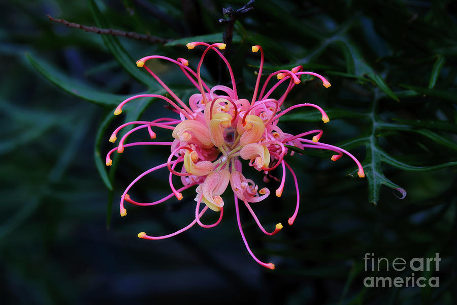 Grevillea Superb Close Up Photograph by Neil Maclachlan