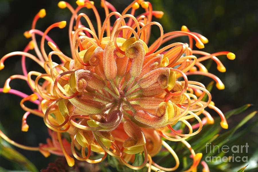 Grevillea Superb Flower Australian Native Photograph by Joy Watson