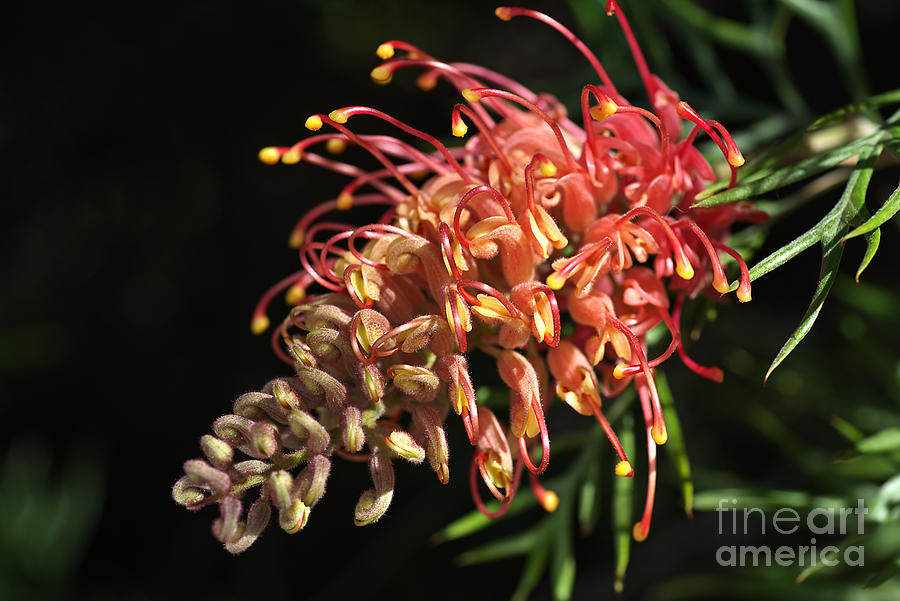 Nature Photograph - Grevillea  Superb Flower by Joy Watson