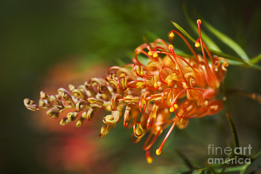 Nature Photograph - Grevillea Superb Hot Summer  by Joy Watson