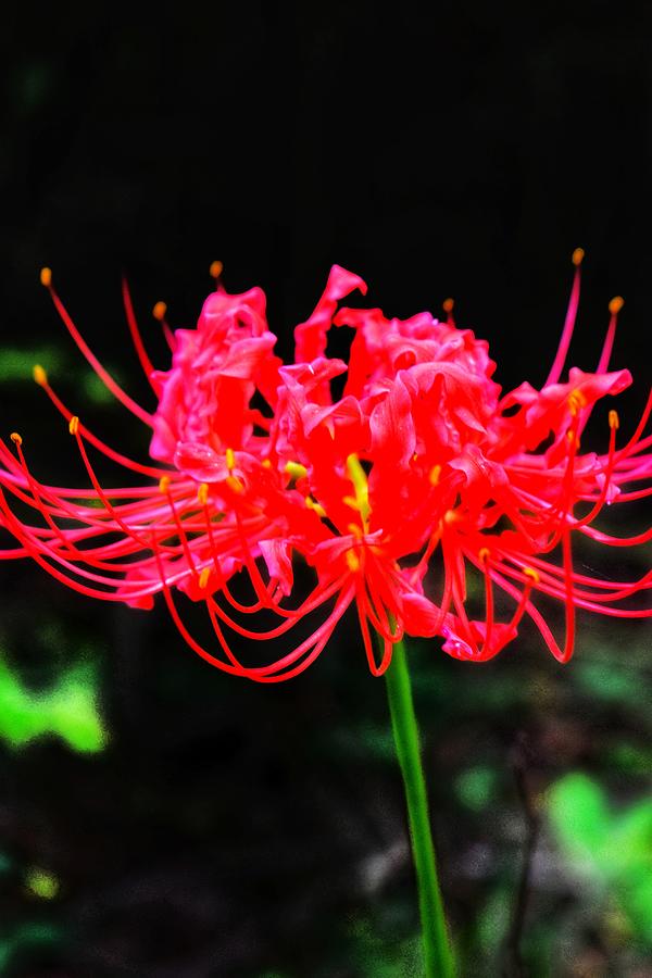 Spider Lily Photograph by Teresa Snowden | Fine Art America