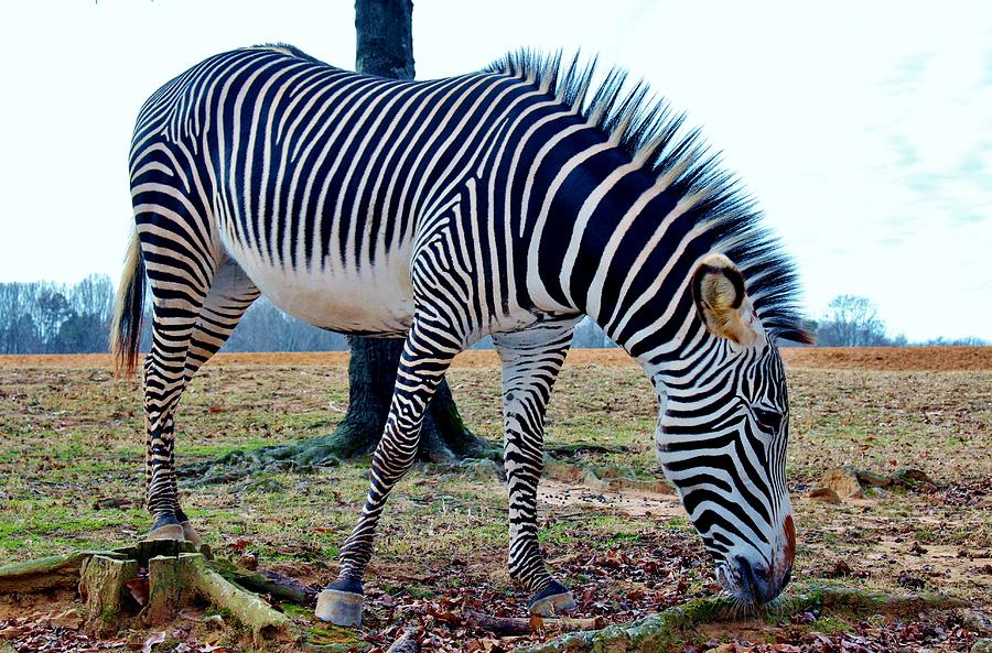 Grevy Zebra Photograph by Cynthia Guinn