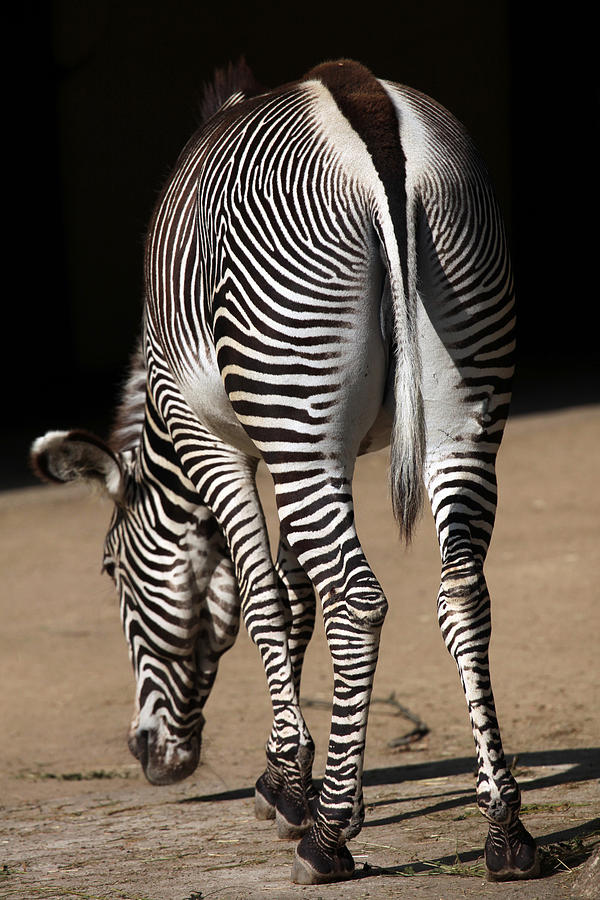 Grevys zebra (Equus grevyi), also known as the imperial zebra. Photograph by Wrangel