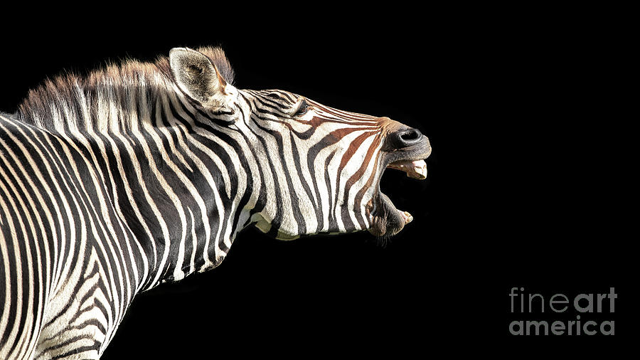 Grevys zebra, Equus grevyi, isolated on black background  Photograph by Jane Rix