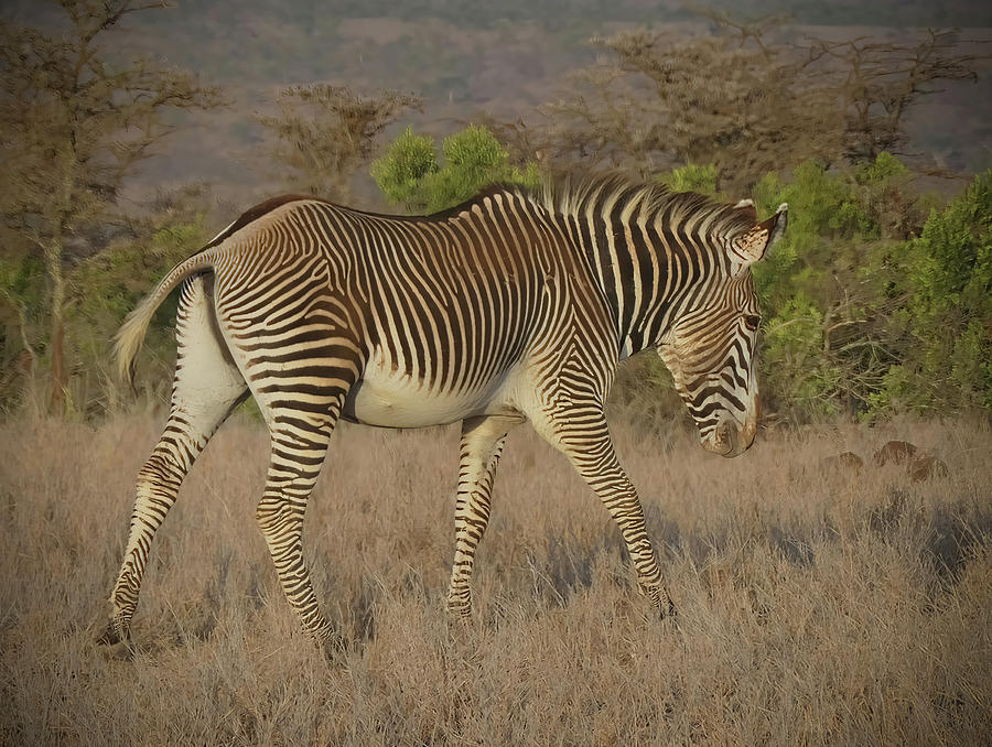 Zebra Photograph - Grevys Zebra by Phil And Karen Rispin