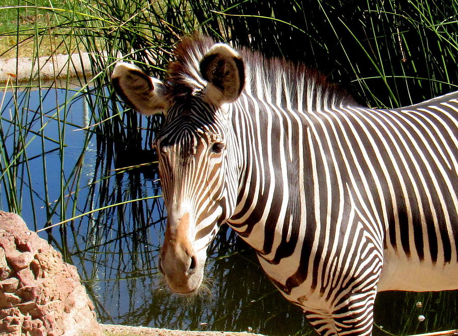 Grevys Zebra Profile Photograph by Adrienne Wilson