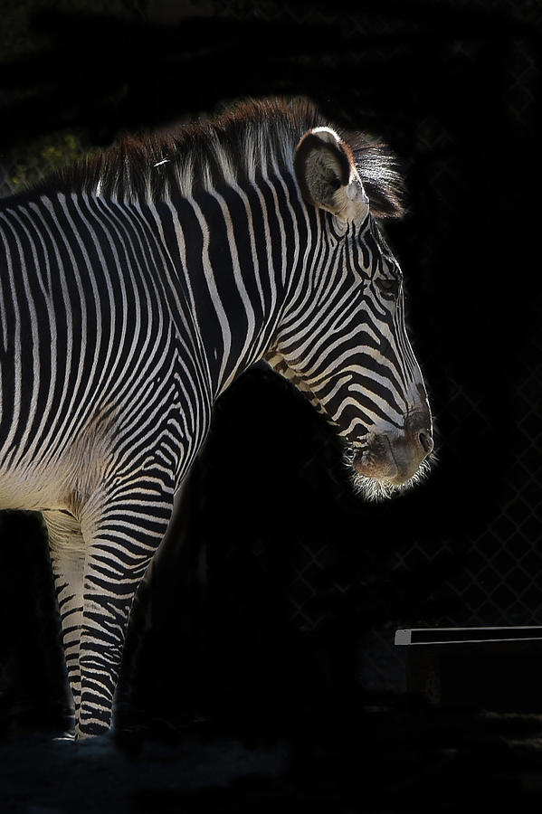 Grevys Zebra Profile on Black Photograph by Bonnie Colgan