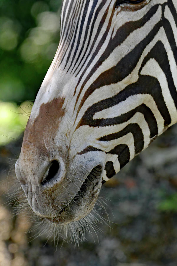 Grevys Zebra Snout Photograph by Jennifer Robin